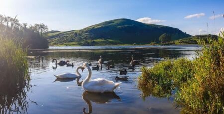 Swans on lake